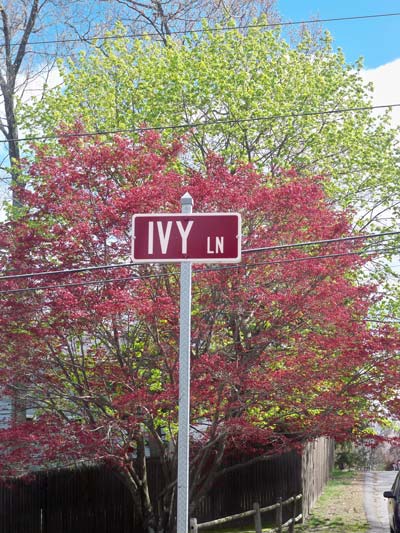 ivy-ln